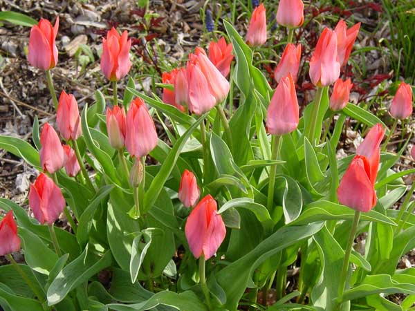 Orange tulips