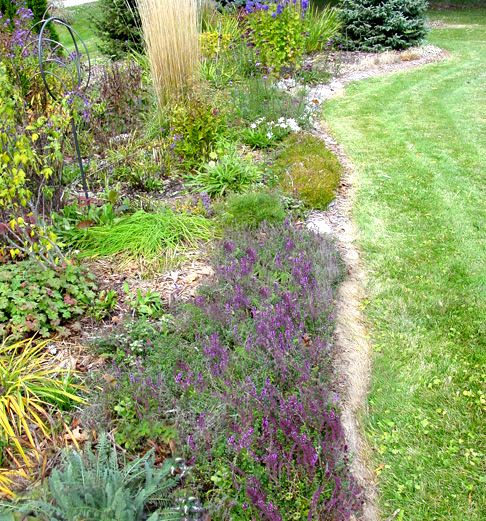 Lemon Thyme Flowering Herb Genie In The Garden