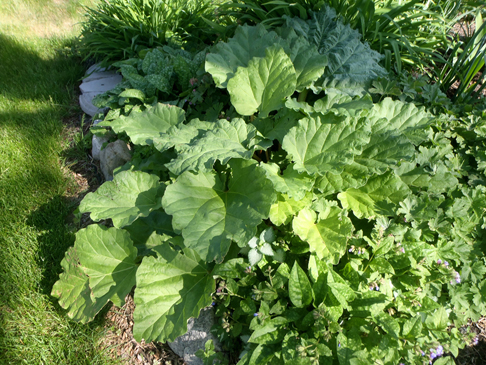 Lush rhubarb