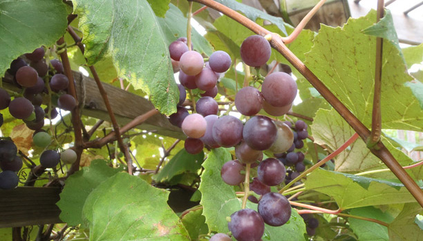 grapes2-sm-web
