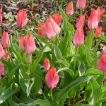 Orange-tulips-sm