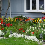 Front Garden.small