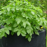 Potato-in-compost-bin.sm.2