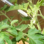 Tomato-pollination.sm