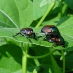 Mating season for Japanese Beetles