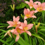 Daylilies blooming in perennial garden