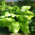 Sum & Substance Hosta in shade garden