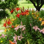 Lily Garden in full bloom