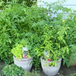 Tomato in pots