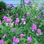 Sweet-peas perennial