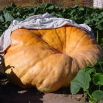 The-Great-Pumpkin