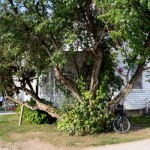 large-lilac-tree on Mackinac Island