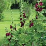 Hollyhock.clump