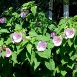 hardy-hibiscus.perennial