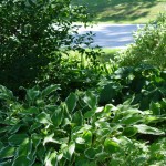 Fall-hostas in September