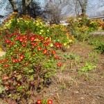 Hardy-mums-fall garden