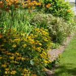 Rudbeckia.in garden