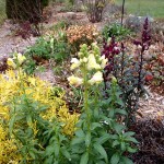 Snapdragon.blooming after frost