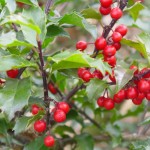 Holly-shrub with berries