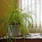 Spider-plant in window