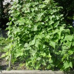 Climbing-beans in garden