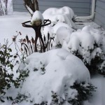 Garden-shrubs and snow