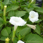 Moonflowers in bloom