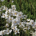 snowdrop windflower