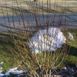 Pussy-Willow in spring