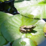 frog in pond