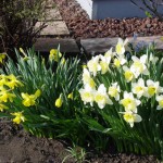 Daffodils blooming in garden