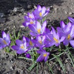 crocus-blooming in front garden