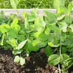 garden peas