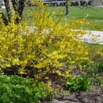 forsythia