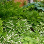 Hosta side garden with ferns