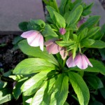 Lenton-Rose-bloom