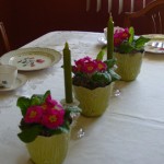 Table-setting with primroses