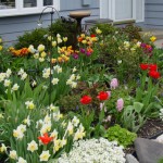 Tulips-&-rockcress