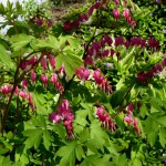 Bleeding-Heart-shade-garden