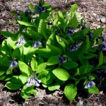 Virgina-Bluebells in shade garden