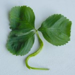 deformed leaf stem