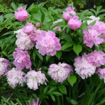 Peony.blooming in front garden