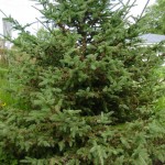 Spruce-tree-with-galls