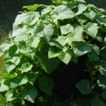 Cucumber-vines in compost