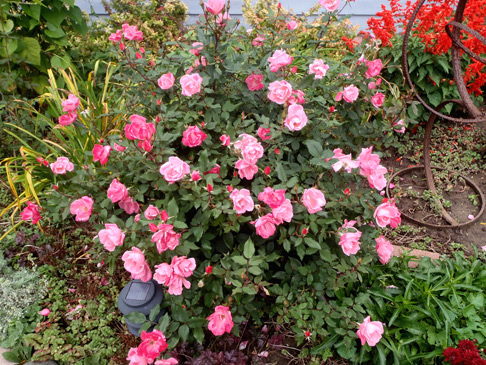 Growing Knock Out Roses | Genie in the Garden