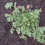 Arugula.in fall garden