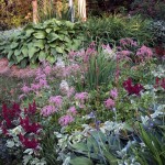 astilbe.in garden