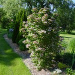 Viburnum in garden