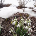 snowdrops.in garden.web