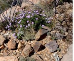 Desert-garden.lantana